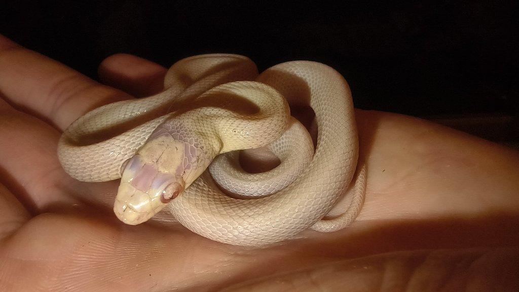 G. boulengeri, C. hortulanus, P. o. lindheimeri