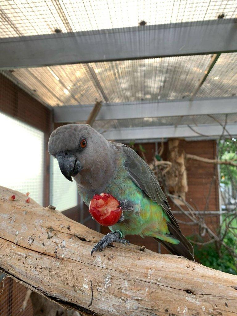 Papagáj červenobruchý Poicephalus rufiventris