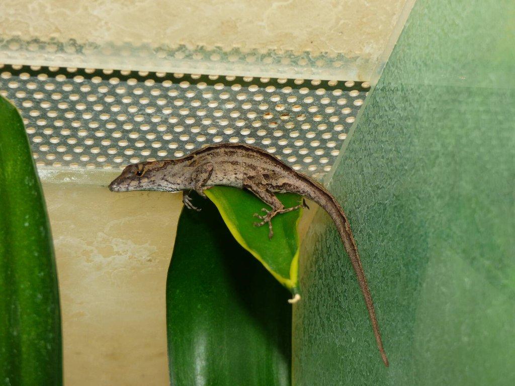 Anolis šedý (Anolis sagrei)