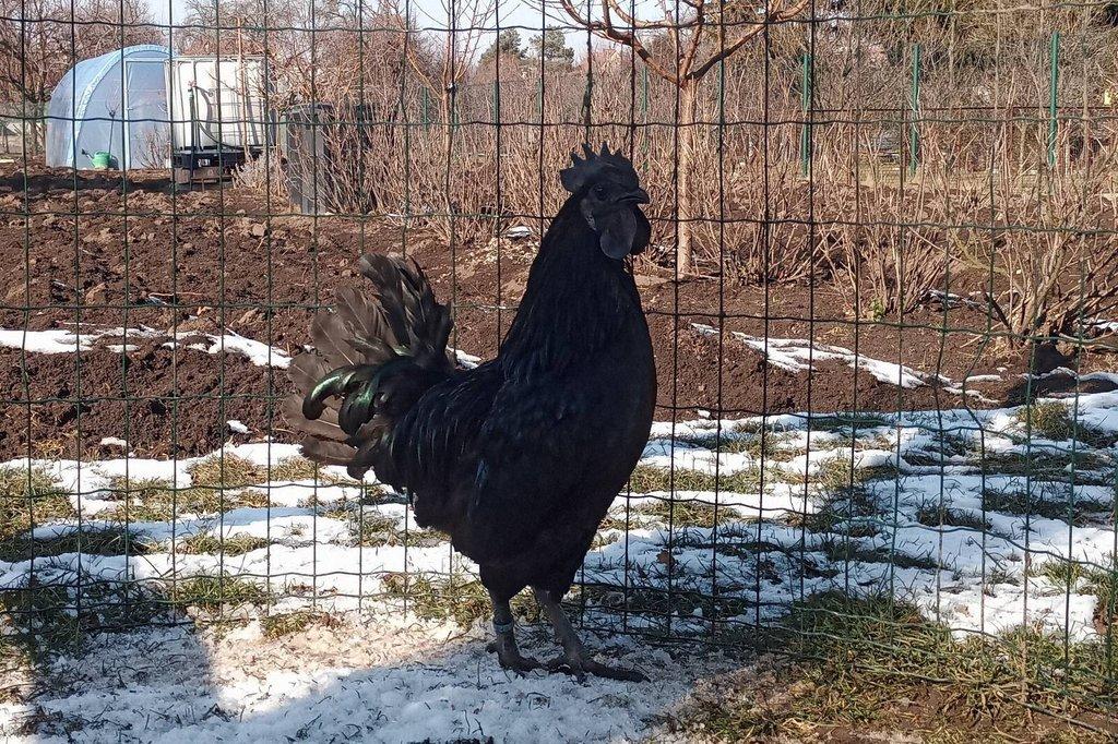 Ayam Cemani rezervace kuřat