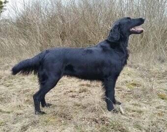Flat coated retriever štěňata s PP