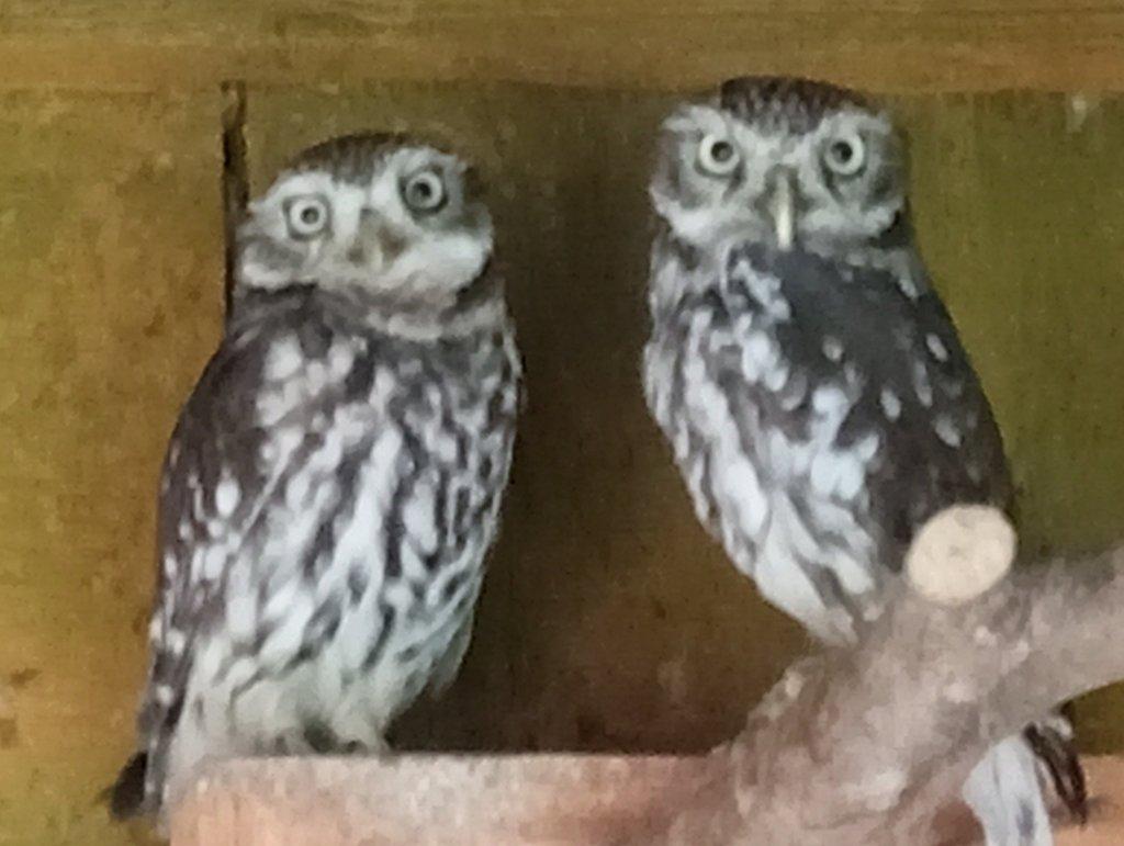 Prodám 1,1 sýček obecný