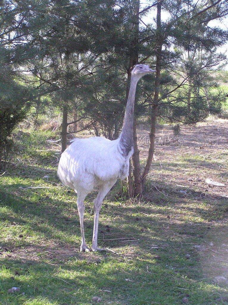 Nandu pampový bílá forma / Rhea americana white