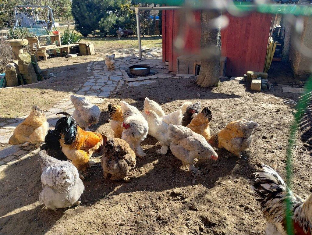 Násadová vejce Brahmánky velké mix barev