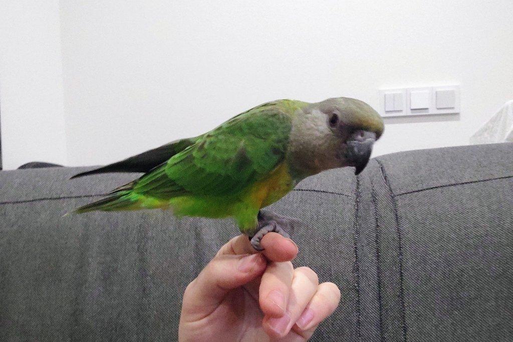 Papoušek senegalský