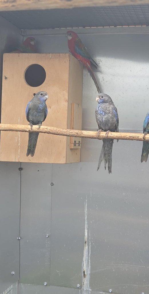 Rozela cerno modrý pastel