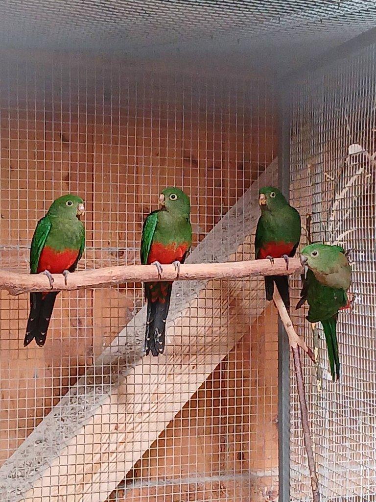 Papoušek královský