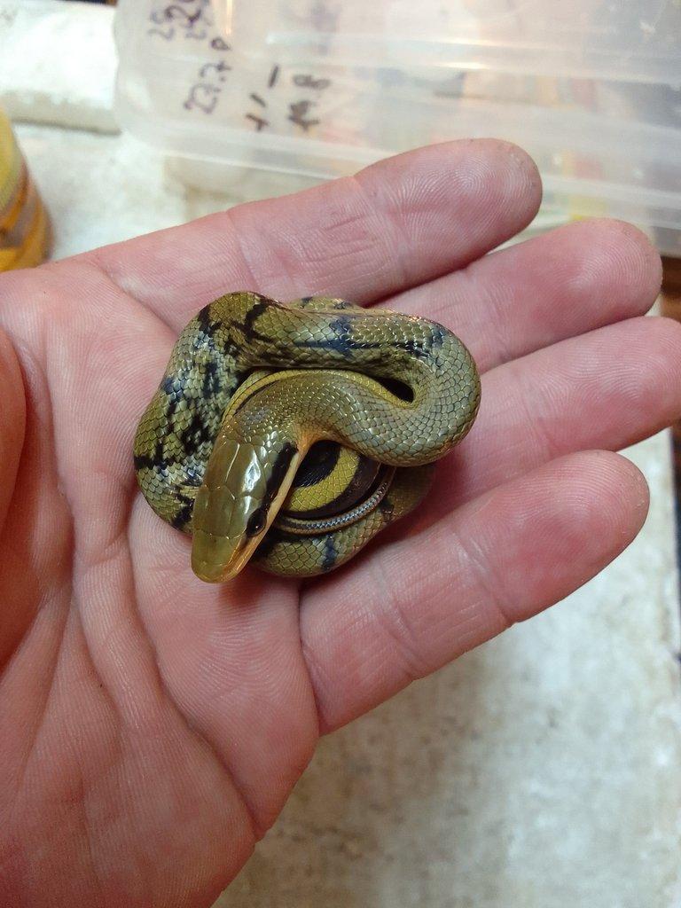Orthriophis taeniurus taeniurus