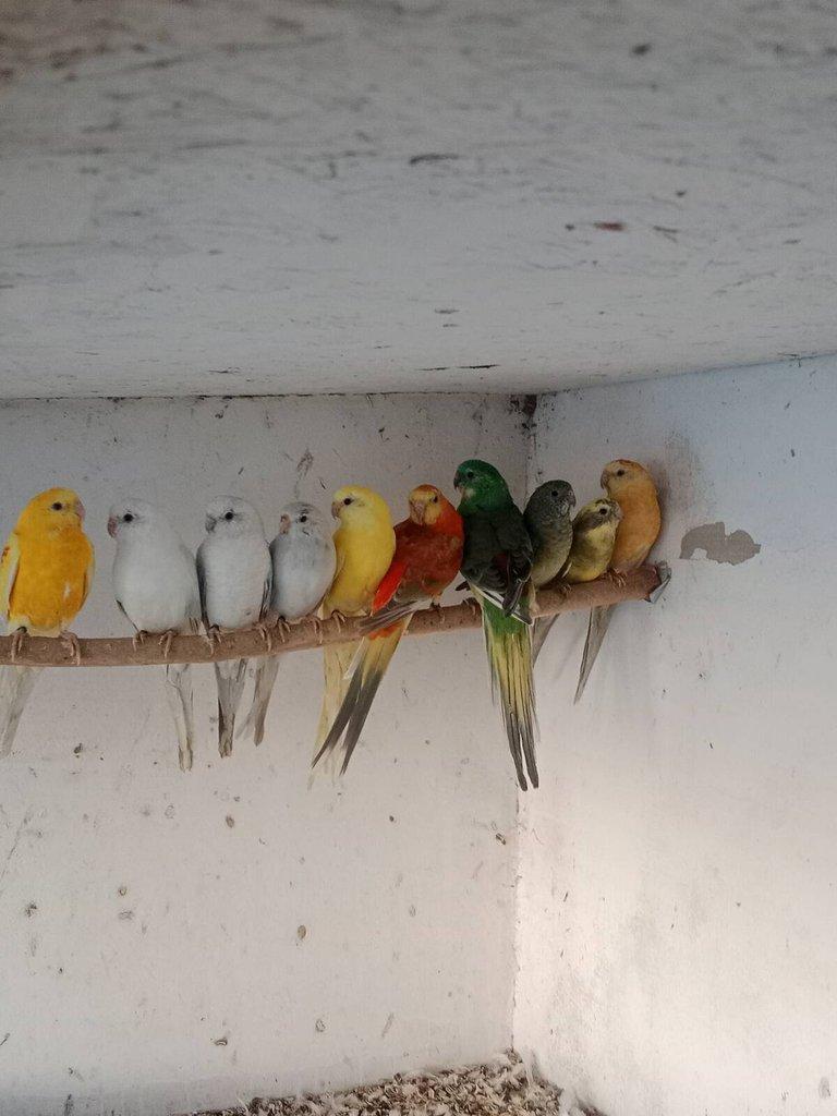 Prodám roselu gold gold opalin