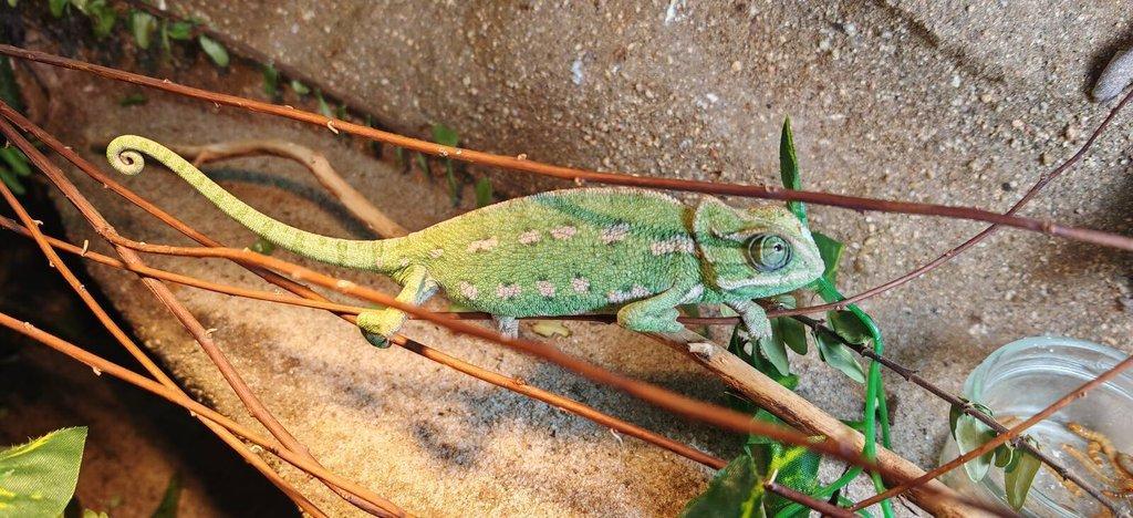Chameleon Obecný - Chamaeleo Chamaeleon exkluzivní odchov.