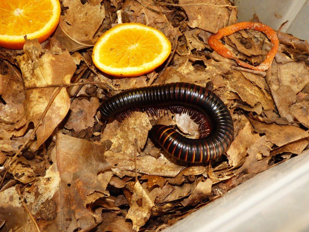 Mnohonožka obrovská ( Archispirostreptus gigas)
