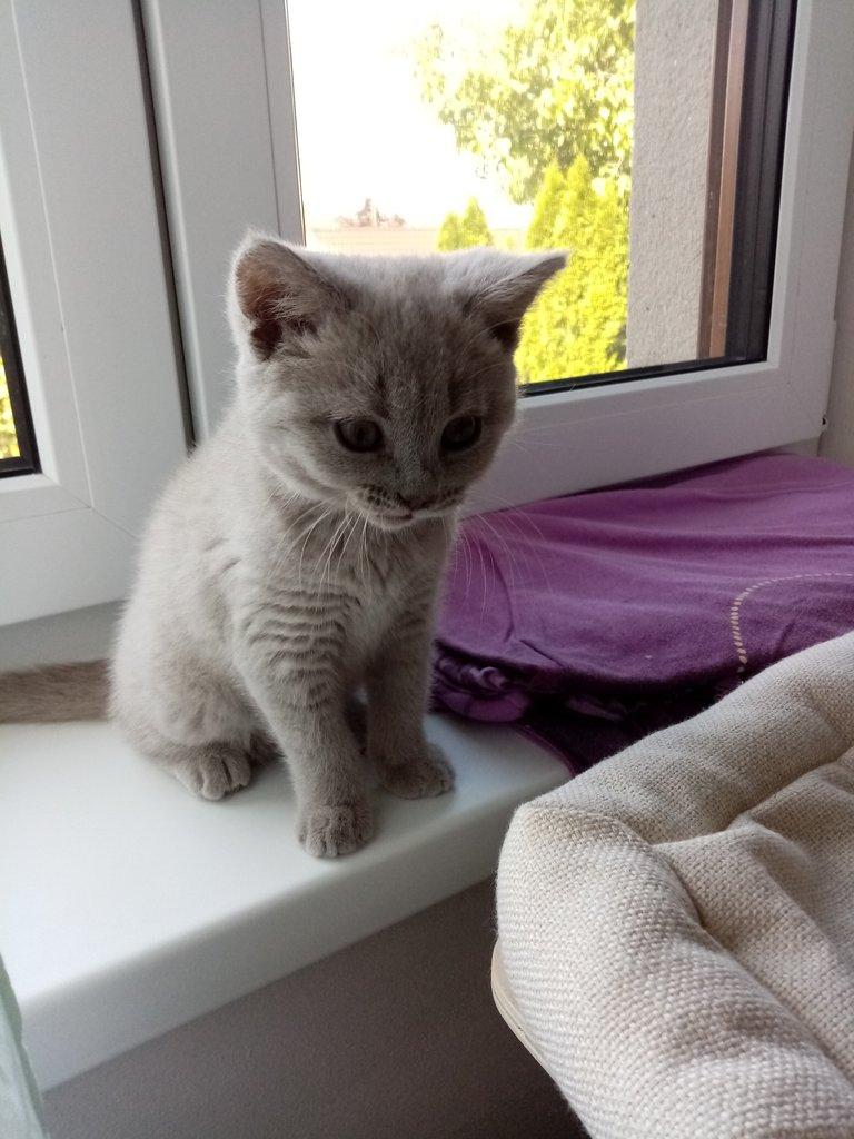 Britské koťátko urgentní
