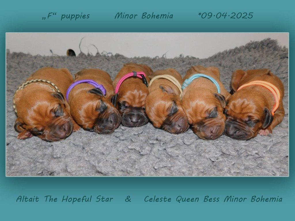 Rhodéský ridgeback - štěňátka s PP