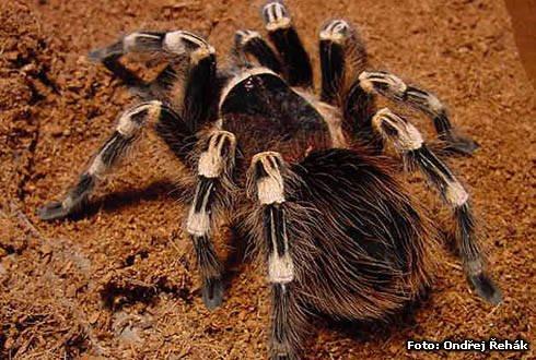 Acanthoscurria geniculata