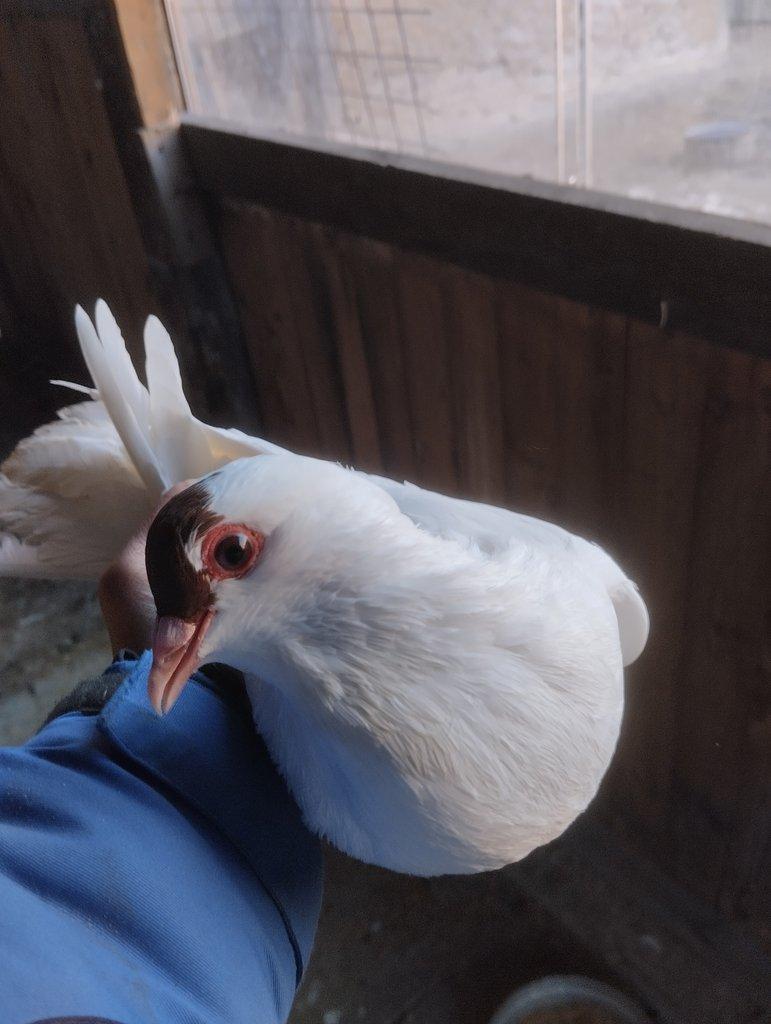 Prodám České stávaky