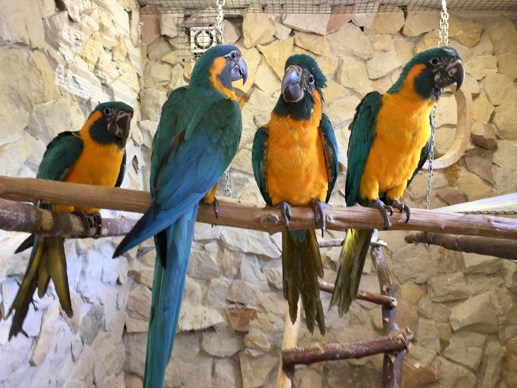 2.3 Ara kaninda glaucogularis