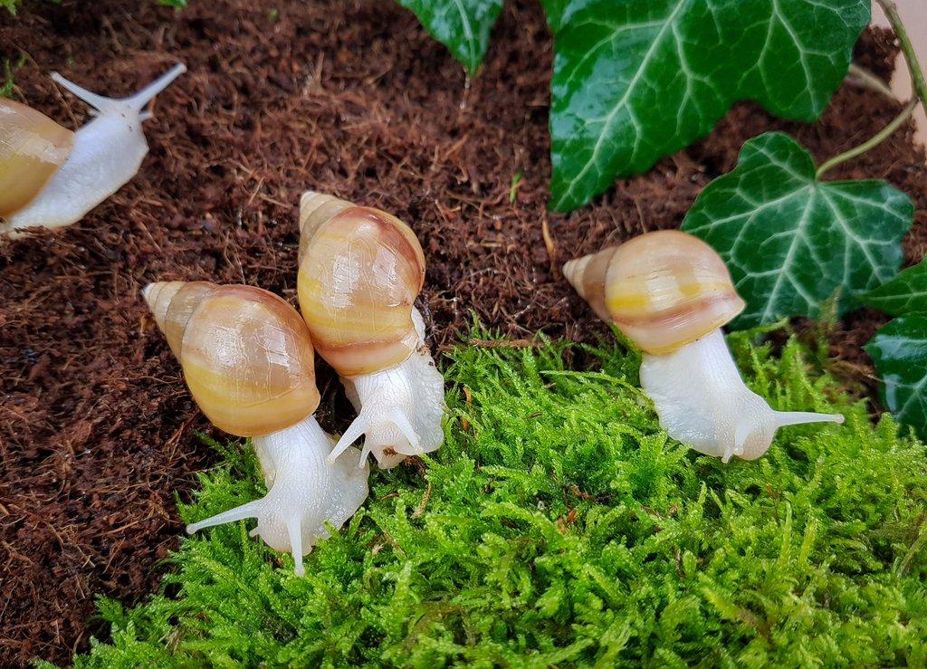 Africký šneci Lissachatina fulica hamillei rodatzi Albino body