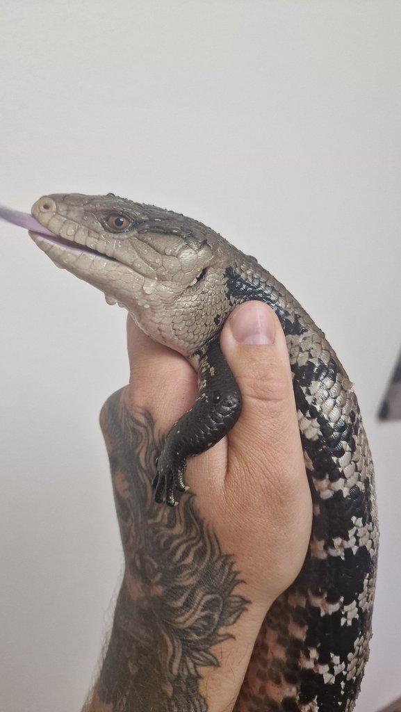 Tilikva obrovská ( Tiliqua gigas evanescens ) NZ Německo