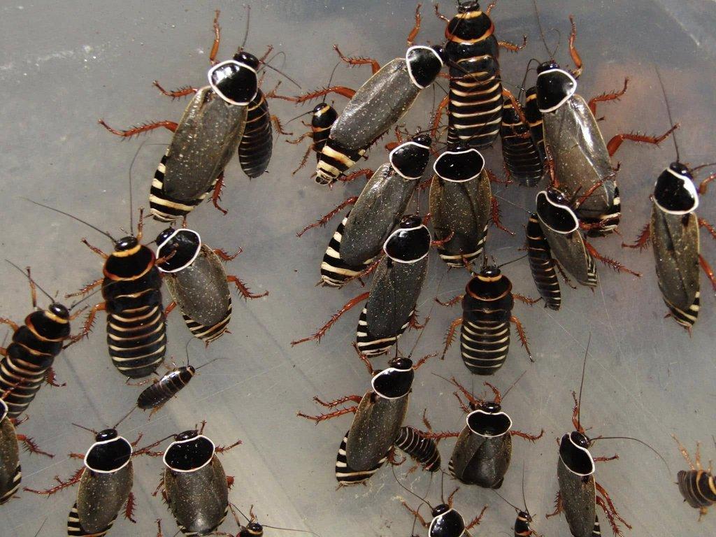 Simandoa conserfariam