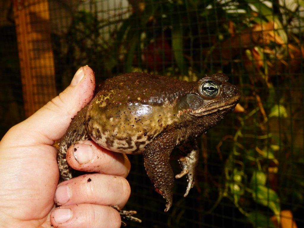 Ropucha obrovská (Rhinella marina)