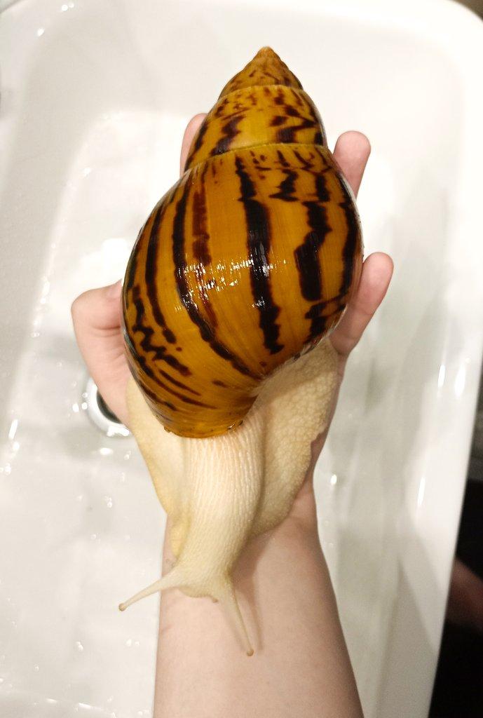 Afričtí šneci Achatina Nigeria Albino body mláďata