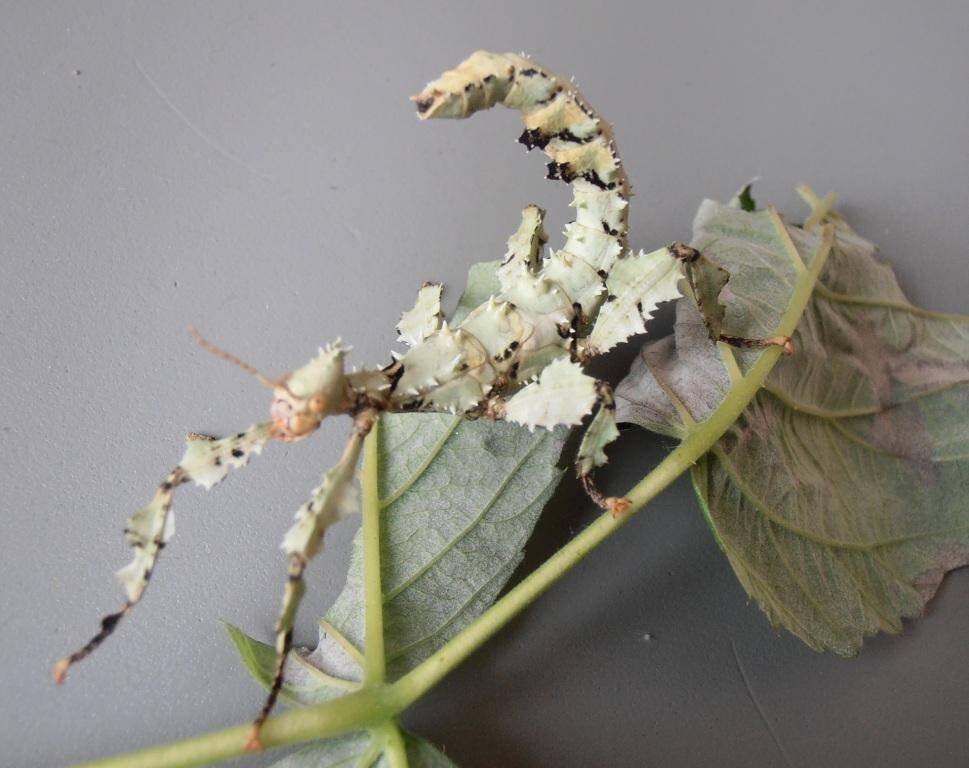 Strašilky Extatosoma tiaratum "lichen"