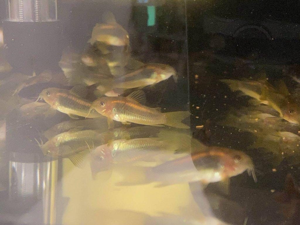 Corydoras gold laser sp. CW010