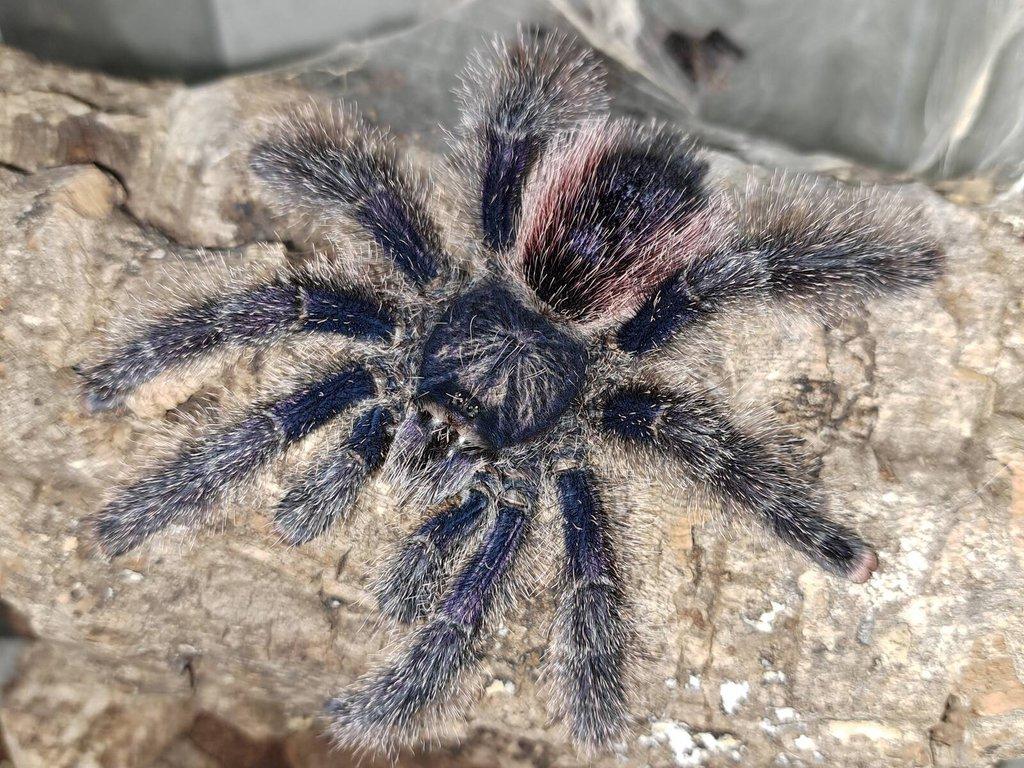 Avicularia aj. ŽE 10.5. Stůl B03
