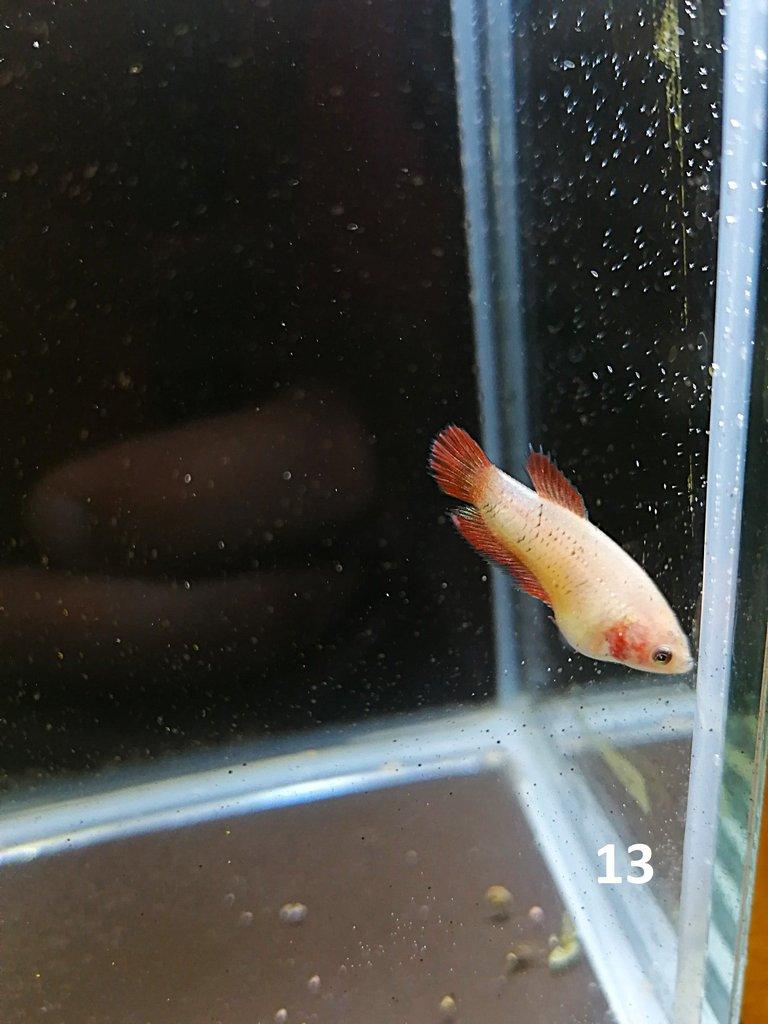 Betta Splendens - Samci