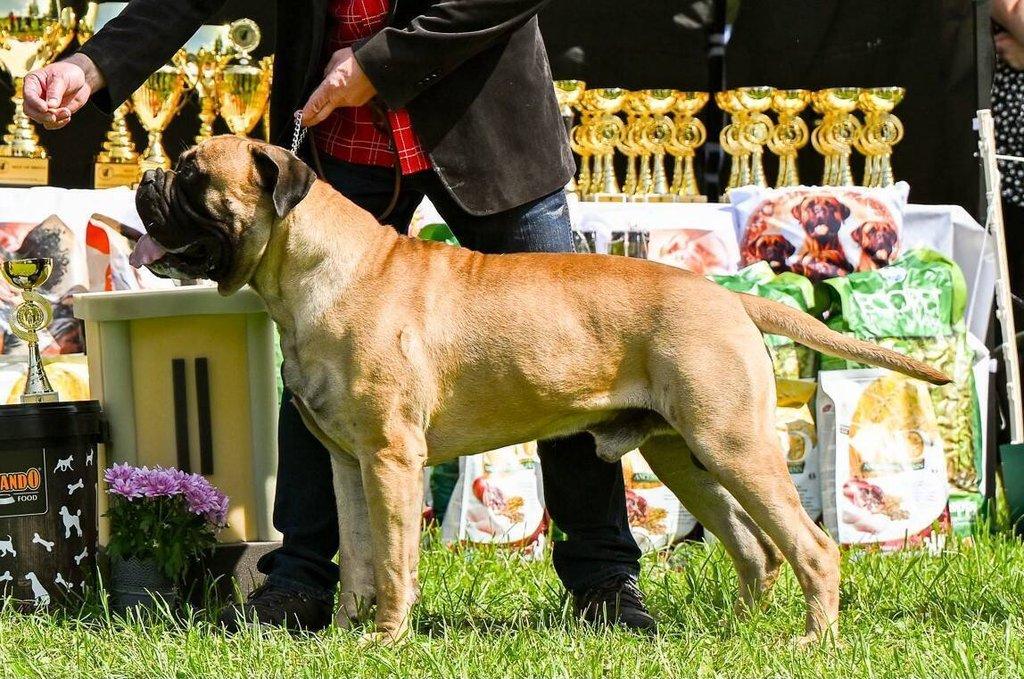 štěňata bullmastiff  bullmastIF
