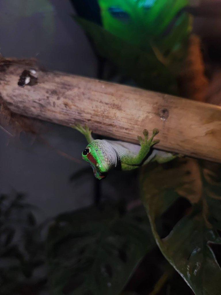 Phelsuma Grandis