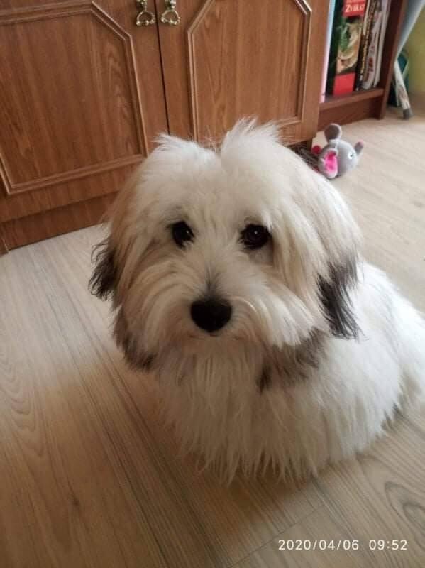 Nabízíme štěňátko coton de tulear