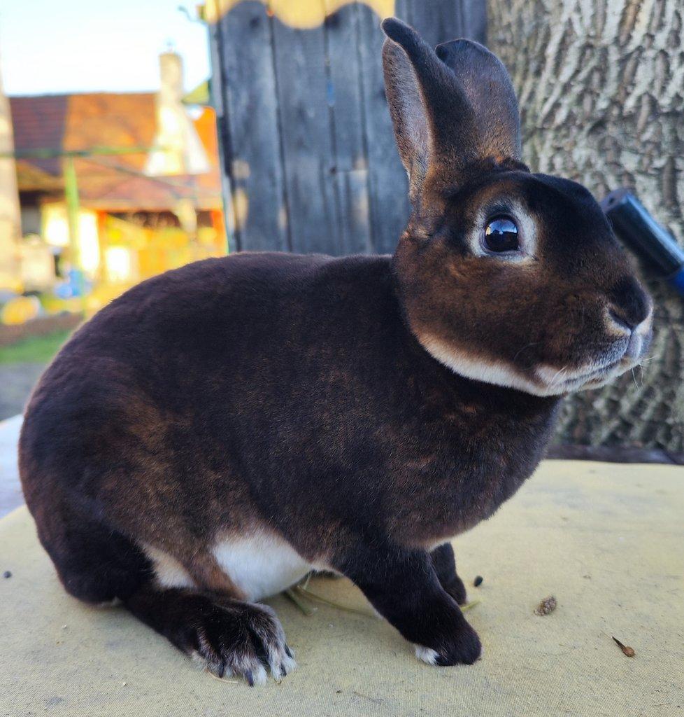 Malý rex v barvě kastorexe - chovná skupina