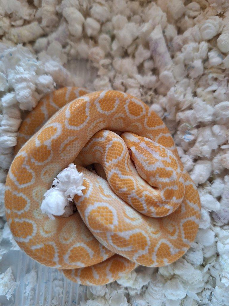 Epicrates cenchria  Albino