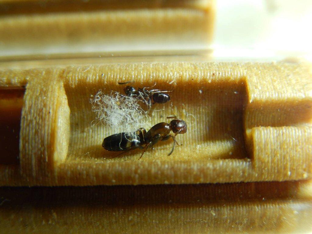 Prodám různé druhy mravenců, české, evropské, exotické