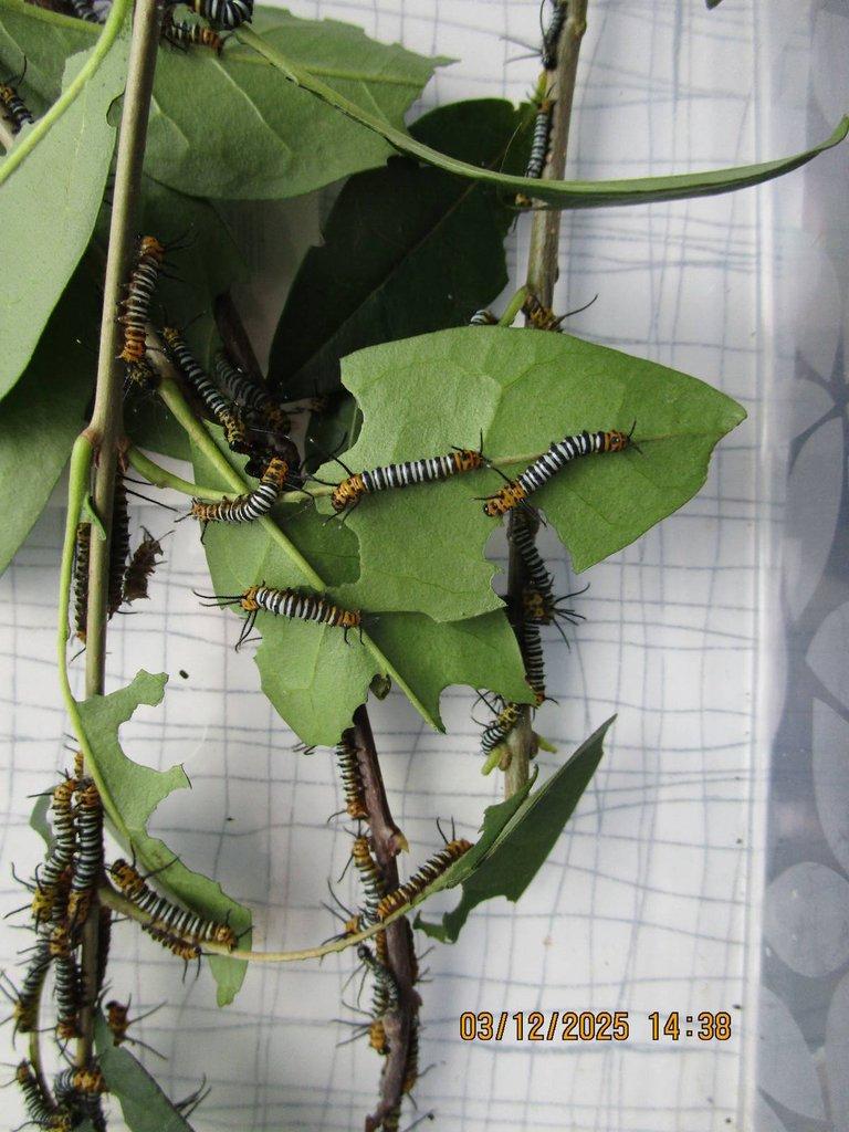 Prodám housenky Brahmaea herseyi