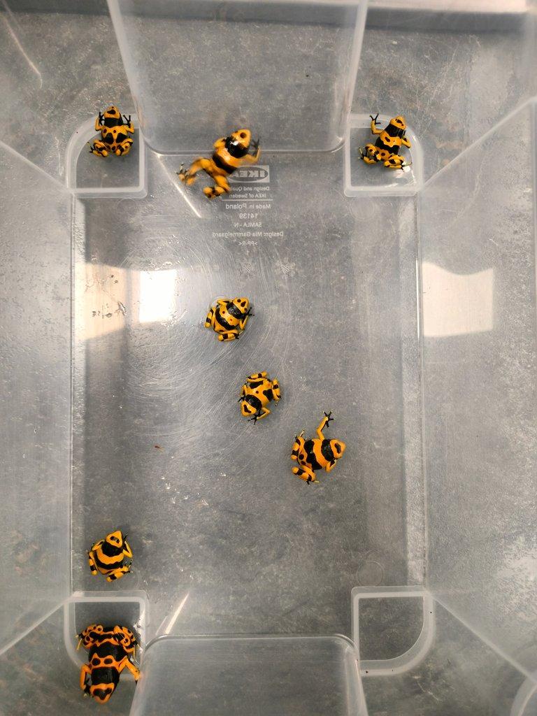 Dendrobates leucomelas 0.0.8