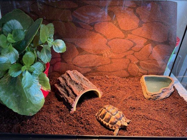 Želva řecká (TESTUDO GRAECA)