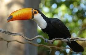 Ramphastos Toco