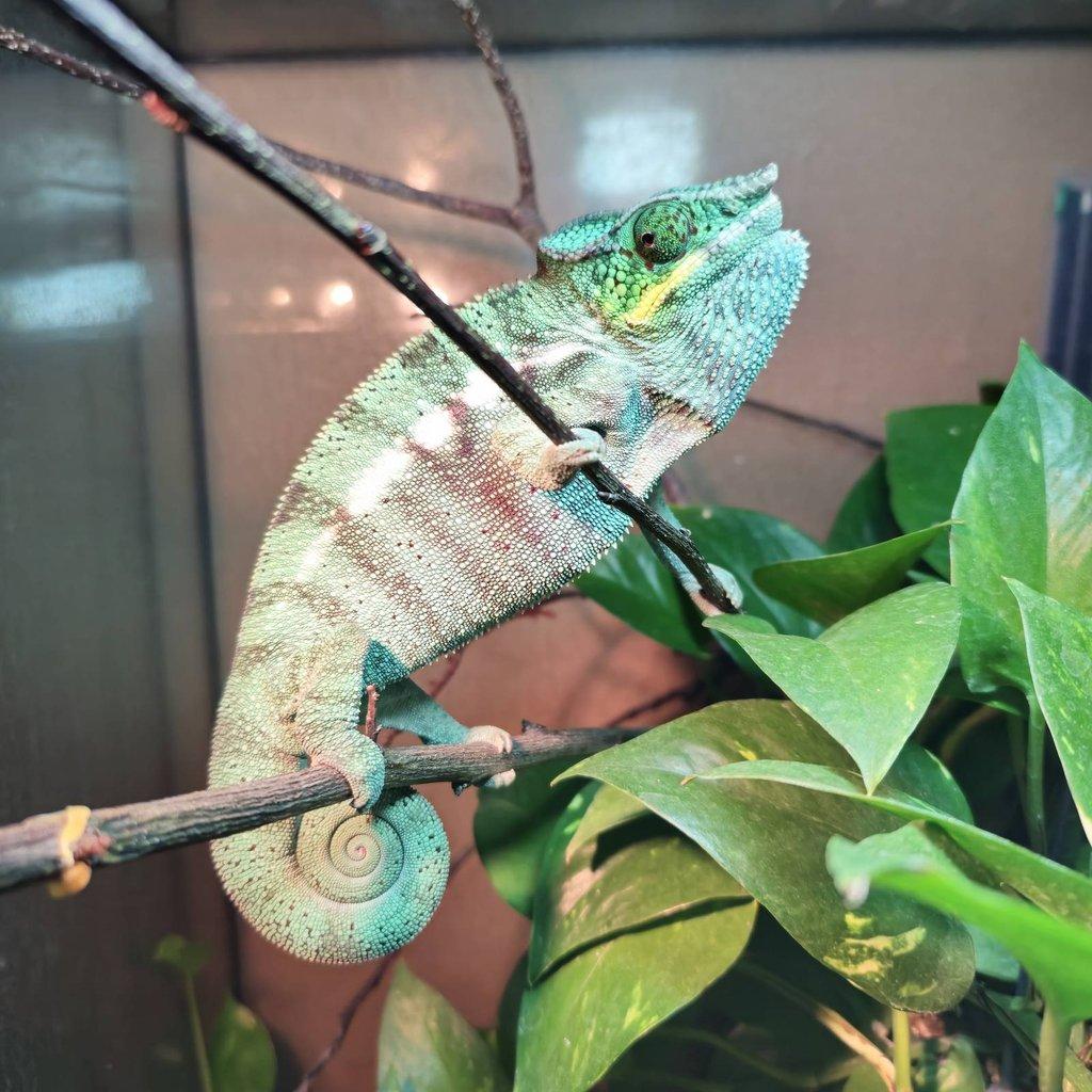 Furcifer pardalis nosy be