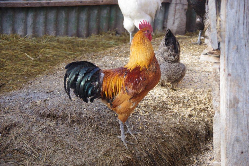 kohout - kříženec ayam ketawa