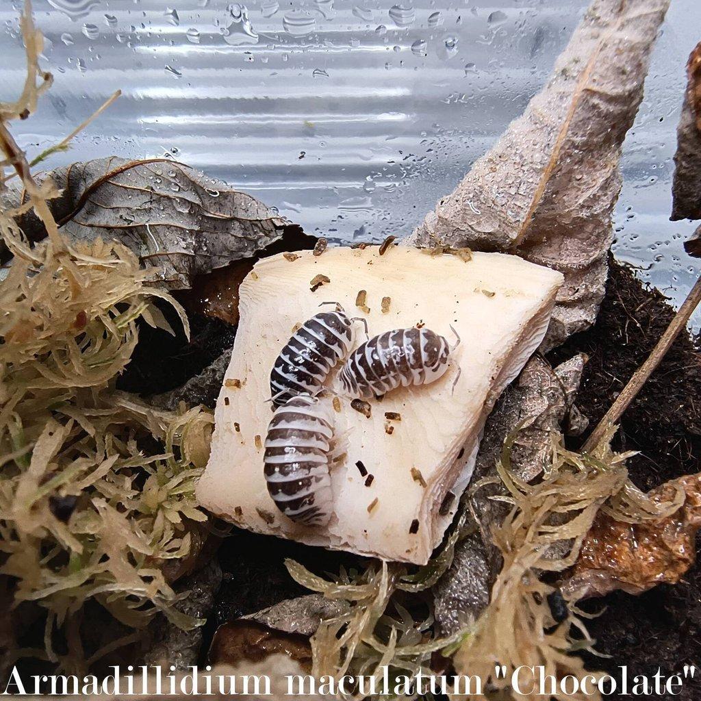 ISOPODY·STÍNKY - Fauna trhy Ostrava 15.2.