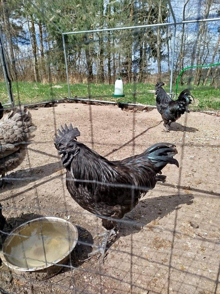 Prodám kohouta ayam cemani