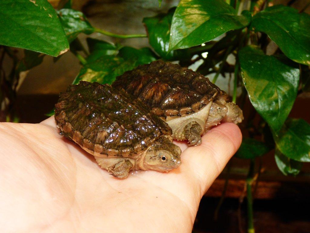 Kajmanka dravá (Chelydra serpentina) vlastní odchov