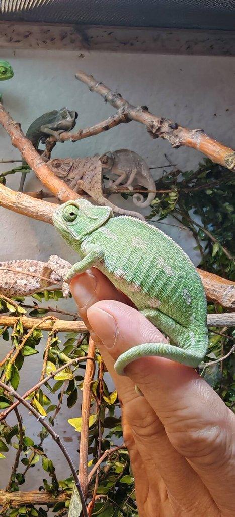Chameleon Obecný - Chamaeleo Chamaeleon exkluzivní odchov.