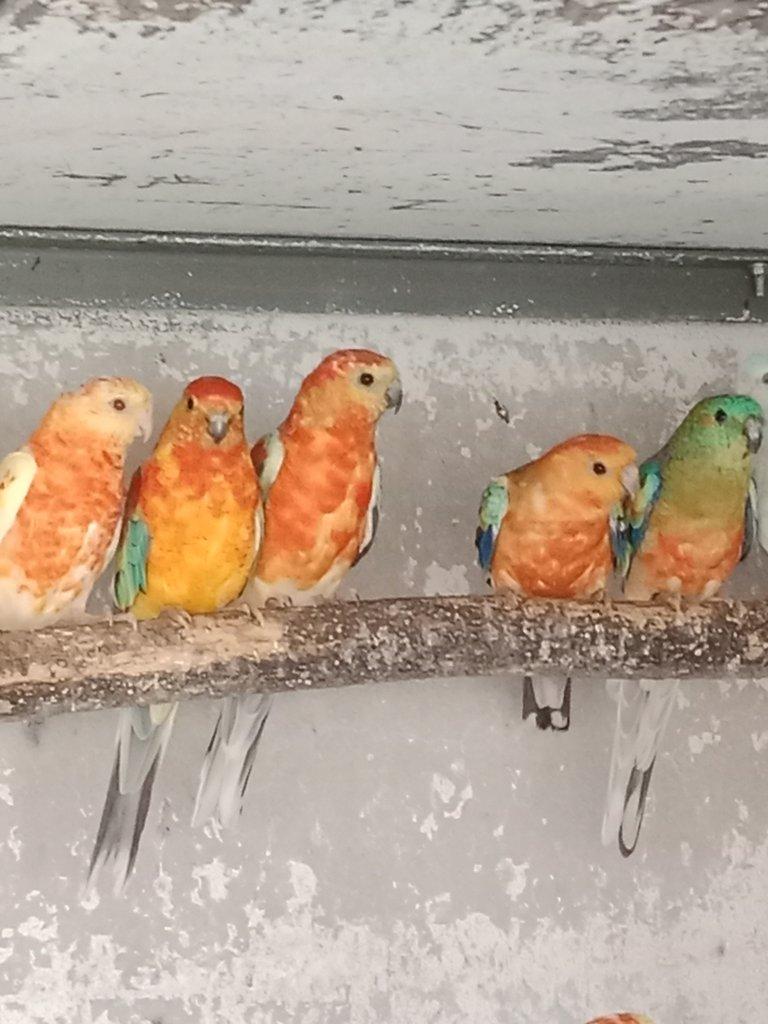 Prodám  papoušek zpěvavý