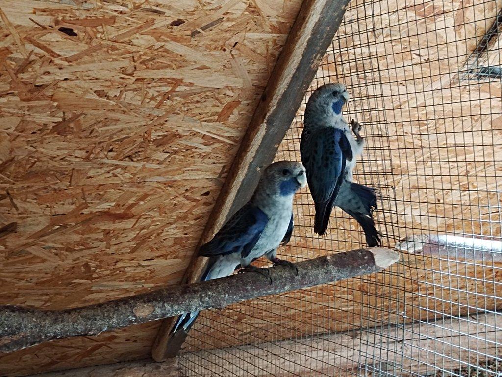 Přijímáme objednávky na dokrmené domácí mazlíčky viz foto