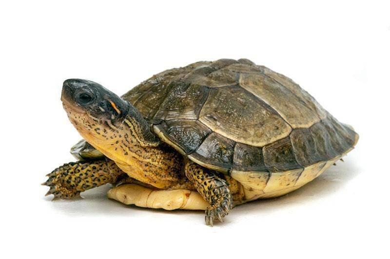 Vodní želvy