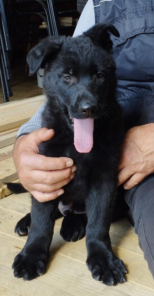 Štěně německého ovčáka s PP