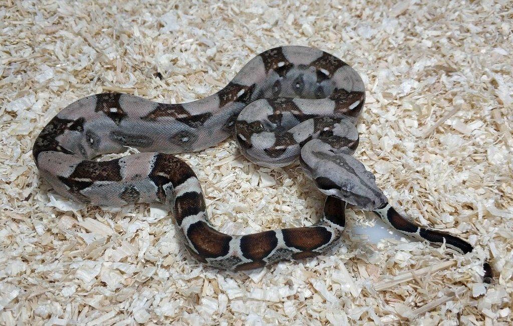Boa imperator- Sharp Sunglow 66% het Sterling,Hypo Sterling